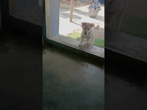 #shorts #labrador #youtube #youtubeshorts