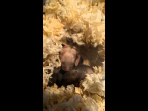 倉鼠 三線鼠 出生紀錄【DAY７】