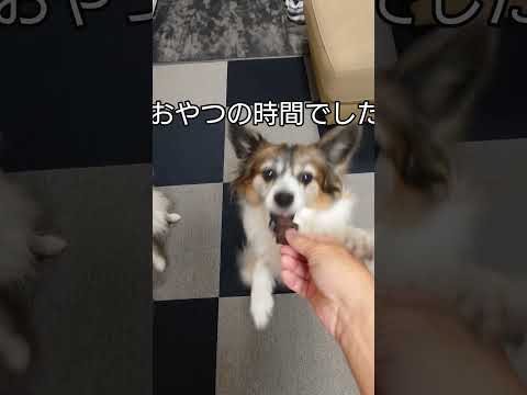 わんこ達の圧がすごいんです #おやつ #パピヨン #かわいい犬