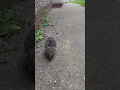Brave little Hedgehog strutting #hedgehogs #nature #garden#love#cute #hedgehog ❤️