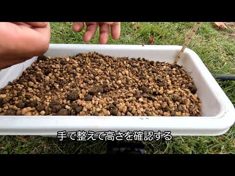 プランターへの土入れ