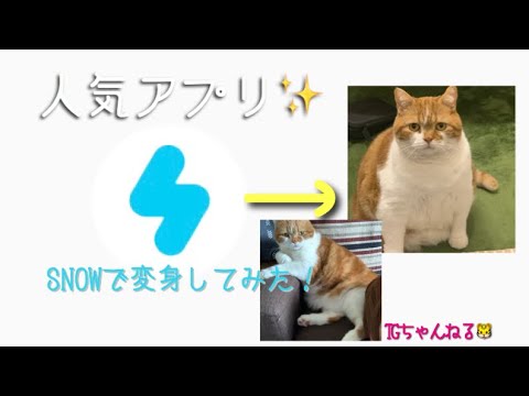 第4弾 人気アプリ『スノー』猫に反応するフィルターを使って遊んでみた❗️