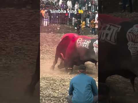 simbha king 👑 #dangal #depalpur #king #bullfightgoa #bull #ladai #animal