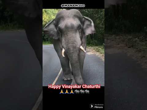 Vinayakar Chaturthi wishes #elephant #tamil #song #shorts #manam