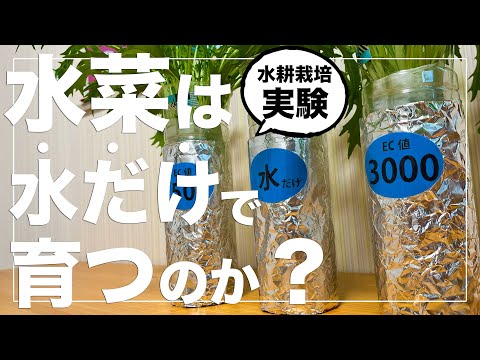 【水菜は無肥料で育つって言うから】ペットボトルで水耕栽培したら驚きの結果になりました｜種まきから収穫まで