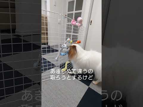 おもちゃが選べる遊びがこちらです #イタズラ #パピヨン #犬のおもちゃ