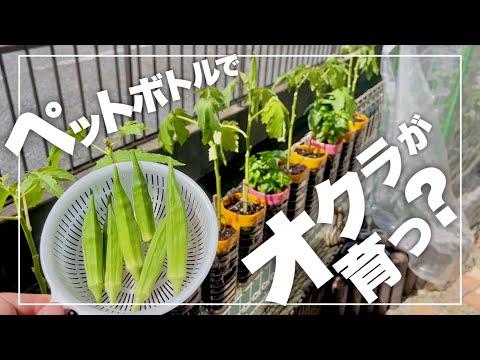 【狭い庭でも大丈夫！】ペットボトルでオクラを栽培する方法！|ペットボトル栽培