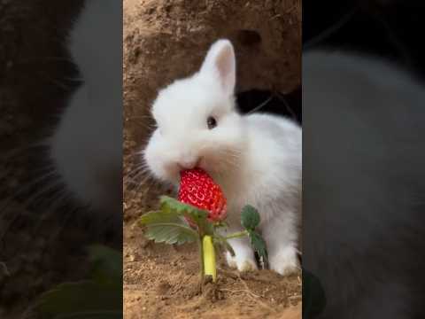 Berry Lunch Break: Adorable Baby Bunny’s Strawberry Feast! #lunch #cute #nice #rabbit #shorts #love