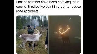Ingenious Finland: Farmers Spray Deer with Reflective Paint to Save Lives!
