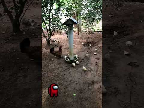 u gotta an army??? #amongus #red #chicken #army #chickenarmy