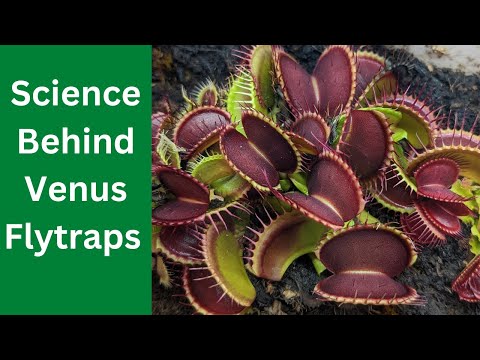 HOW VENUS FLY TRAP WORK 🌱 (the science behind bug-eating plants 🌿🔬🦗)