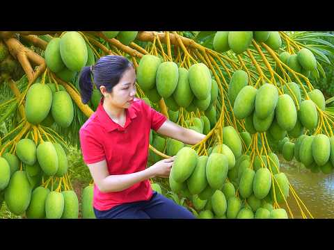 Harvesting 1000 + Kg Red Mangoes On The Hill Garden To Sell At Market | Tieu Ca - Free Bushcraft