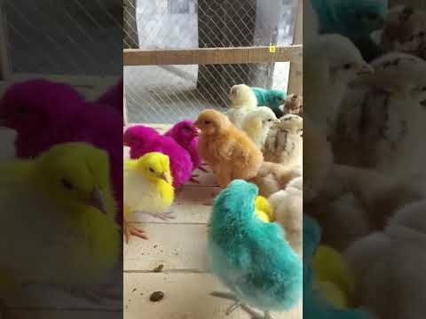 Chick's baby murghi baby aseel ayam semani
