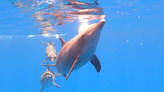 Dolphin's behaviors