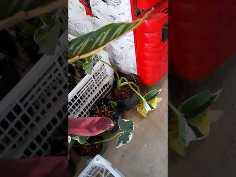 Plant hoarding?! Certified Plantita na ba?
