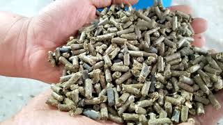100% corn stalk crushing and making sheep feed pellet,nice machine testing for local customer