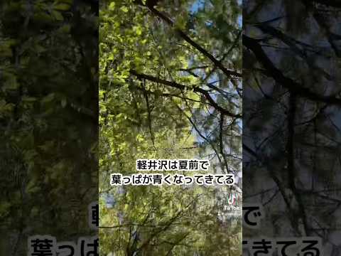 ピクミン仲間募集中 #ピクミン#軽井沢#雲場池#王子専用#グラドル #旅行