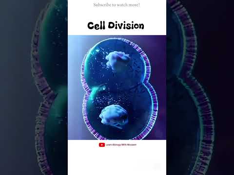 Cell division | #shorts #animation