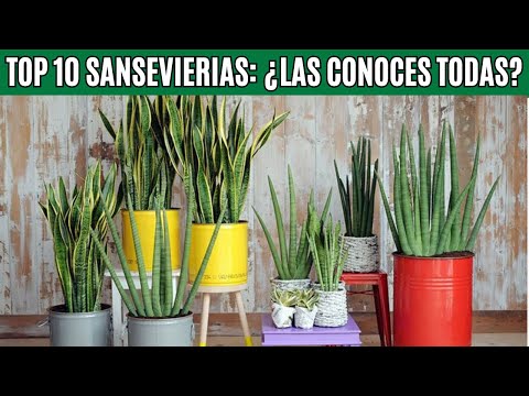 🌿 Las 10 Sansevierias Más Fascinantes ¡Guía Completa para Conocerlas Todas!