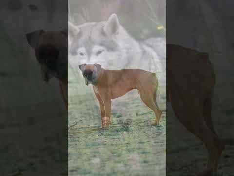 INCREDIBLE SENSE OF SMELL #dog #dogs #dogshorts #facts #unbelievable #fascinating #amazingfacts