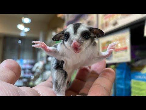 美人フクロモモンガのモザイクの女の子♪熱帯倶楽部吉祥寺店