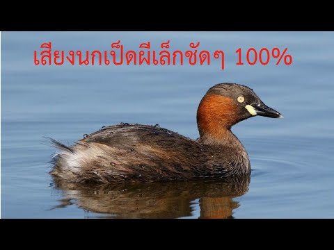 เสียงนกเป็ดผีเล็ก Little Grebe หรือ Dabchick 2021 ชัด 100%