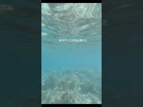 間近で見るジンベイザメ🦈このオスロブは遭遇率が99%！！#trip #セブ島 #セブ島留学 #フィリピン #フィリピン旅行 #シュノーケリング #短期留学 #留学