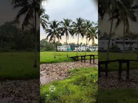 ഇന്നലെകളിലെ പാടവരമ്പുകൾ. #Kerala #Paddyfields, #Ducks and Canals #nostalgia