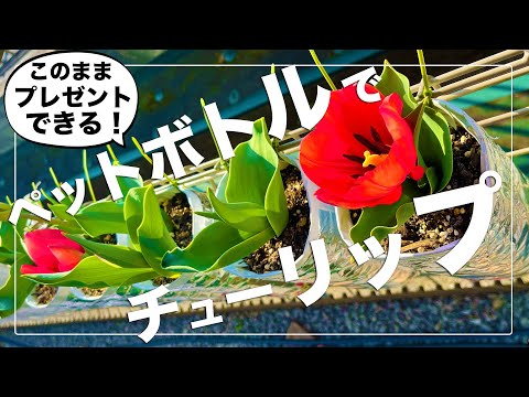 【感動フラワー】球根から育てたチューリップを贈ったら全員が幸せになった｜記憶に残るフラワーギフト