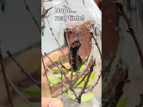 Is This Slow Motion? Nope… Caterpillar in Real Time 🐛