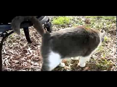 Smokey the Cat at High Rock Lake