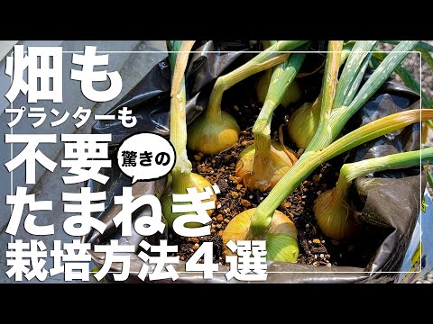 【こんなに育つのか！】玉ねぎを畑・プランター無しで育てる方法｜袋栽培｜ペットボトル栽培｜水耕栽培