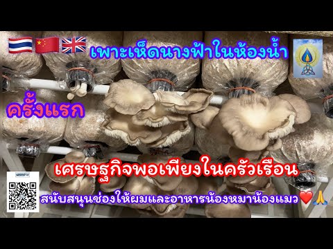 EP53 ครั้งแรกเพาะเห็ดในห้องน้ำ นางฟ้าภูฐาน#เห็ดนางฟ้า#food#เกษตรผสมผสาน#เกษตรพอเพียง#เกษตรอินทรีย์