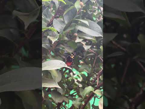 Botanical Garden to see butterflies #massachusetts #snow #coldseason #americanstate #khmerinusa