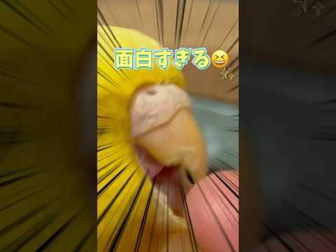 4才になるのに赤ちゃんがえりしてるよ 😆　#小夏 #インコ #赤ちゃん