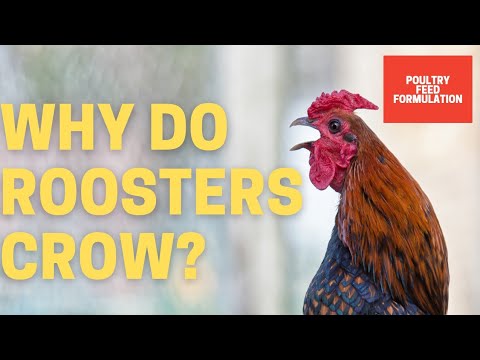 Why Do Roosters Crow: The Science Behind It