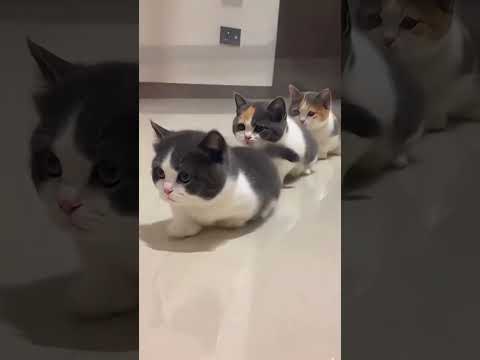 All aboard the Kitty Train! Cuteness overload! #cat #cute #fluffy #babyanimals