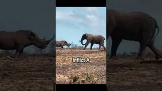 RHINO Fights Off Elephant Attack  #wildfight #youtubeshorts #wildlife #rhino #elephant #shorts