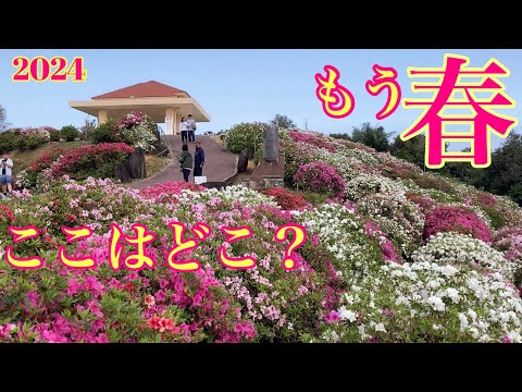 【沖縄観光】もう春？じゃ〜お先に〜〜💕春を知らせる花／東村つつじ祭り