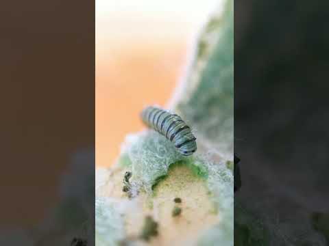 Monarch Caterpillar first meal