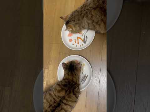いつかのお正月🎍 #cat #ねこねこ #猫のいる暮らし #ねこの日常 #保護猫 #ねこのいる暮らし #ねこ #猫のいる生活 #猫 #猫のいる暮らし #猫好きさんと繋がりたい