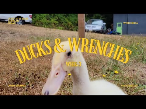 Ducks & Wrenches Ep 3// FINALLY Outdoor Ducks!!