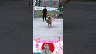 Smart dog helps people💕🐶💕#dog#love #help#cute #bestfriend #shorts #foryou