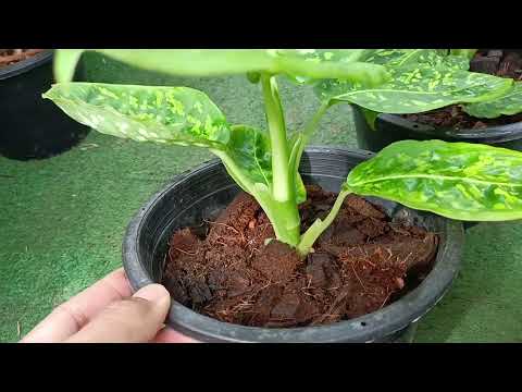 Dieffenbachia Reflecter ต้นกวักใบเงินกำมะหยี่