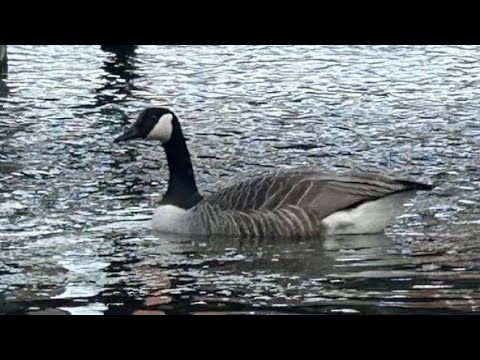 The geese song #gorillatag #gtisdying #thegeesesong #gtag