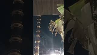ஸ்ரீ பார்த்தசாரதி பெருமாள் திருக்கோயில். ஆரமுளா.கேரளா.