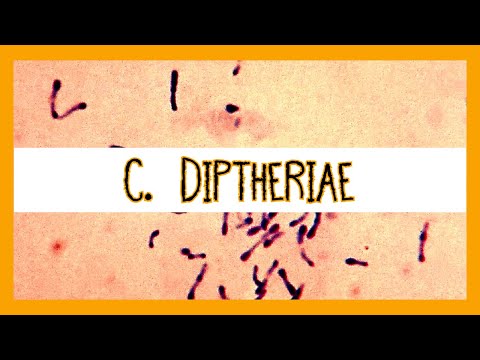 Corynebacterium Diptheriae