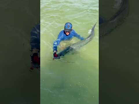 Healthy release on a beautiful #tarpon! 🤩 #fishing #tampabau