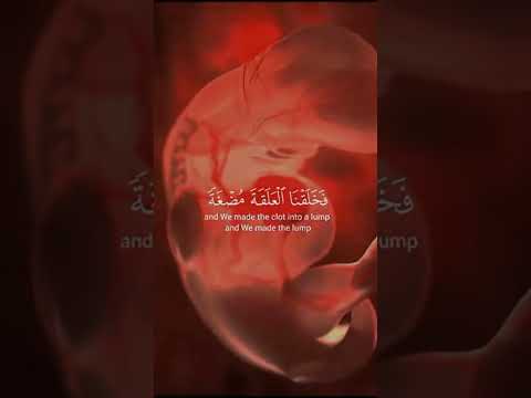 #قرآن #آية_الكرسي #سورة_البقرة #الطمأنينة #السكينة #الله #short #quran #islam #fyp #الراحة_النفسية