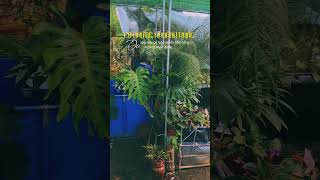 AG7☘️ Aquaticgoldfish